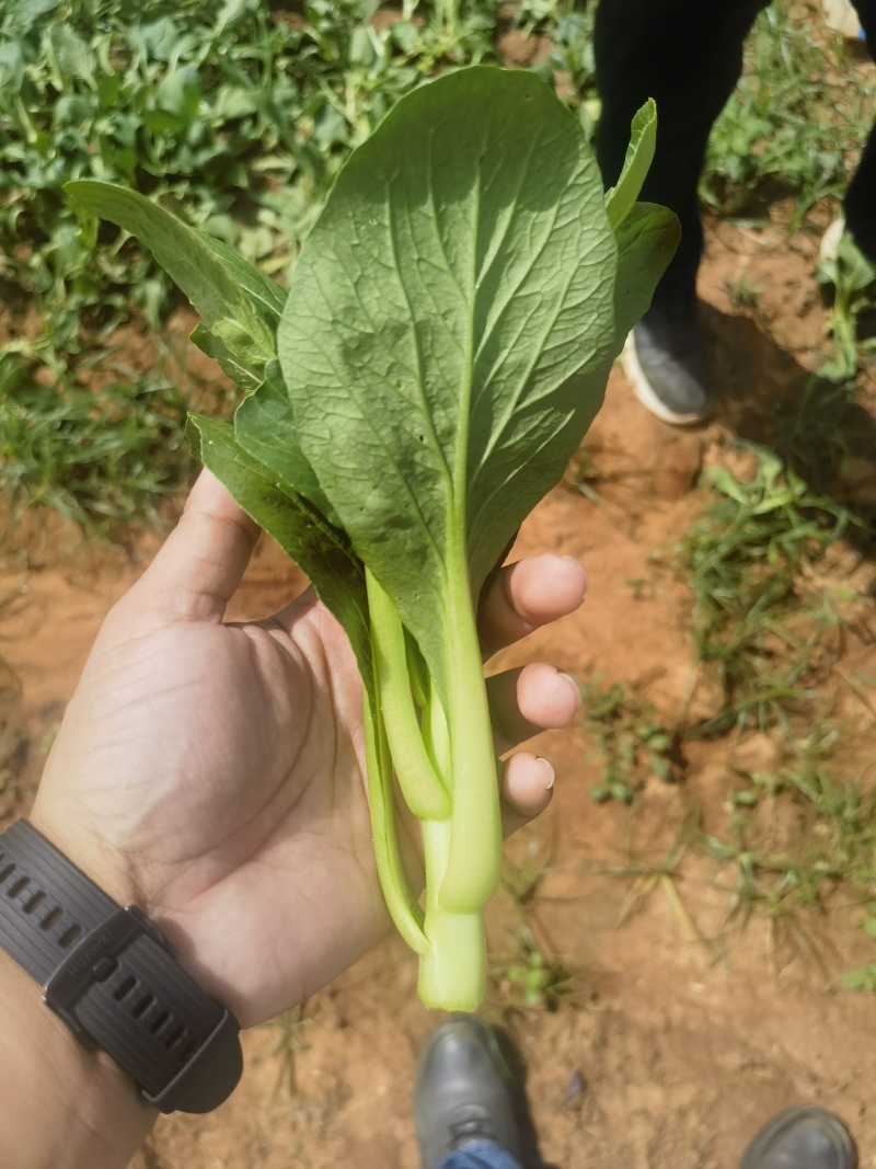 湛江大型广东菜心基地，广东菜心、甜菜心、圆叶菜心、柳叶菜