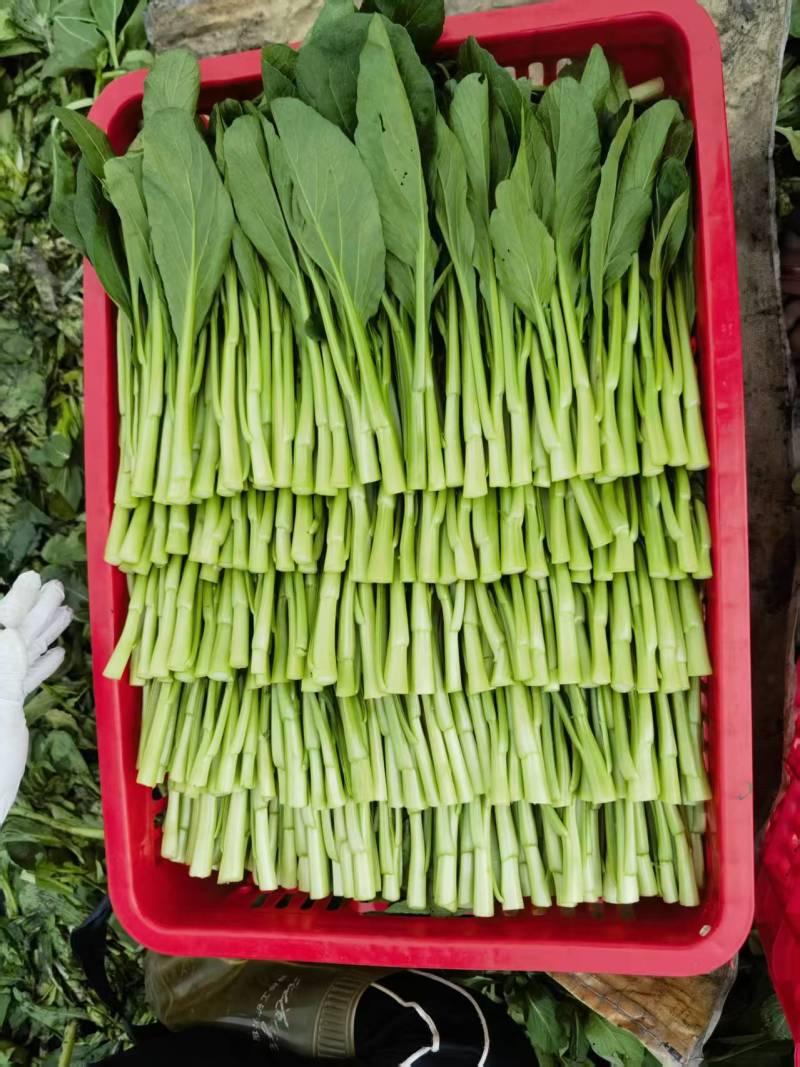 湛江大型广东菜心基地，广东菜心、甜菜心、圆叶菜心、柳叶菜