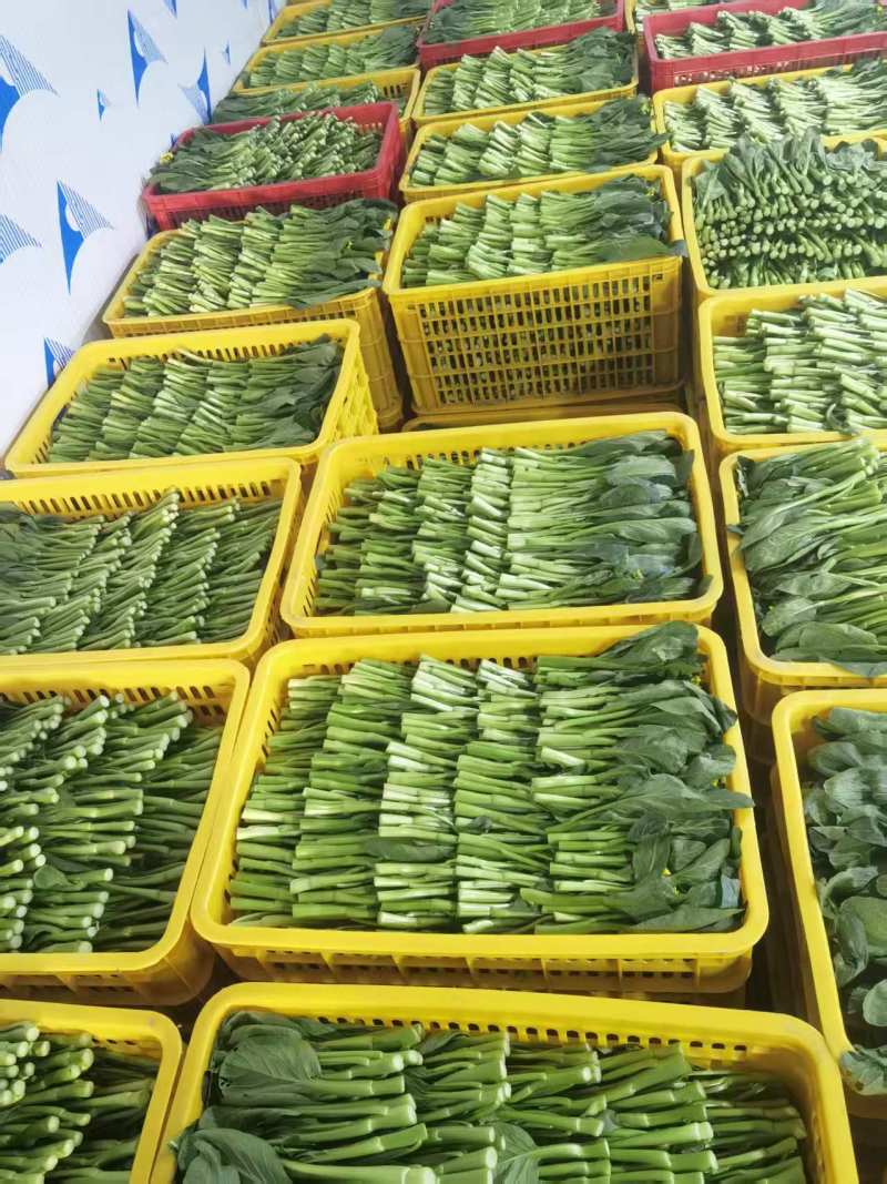 湛江大型广东菜心基地，广东菜心、甜菜心、圆叶菜心、柳叶菜