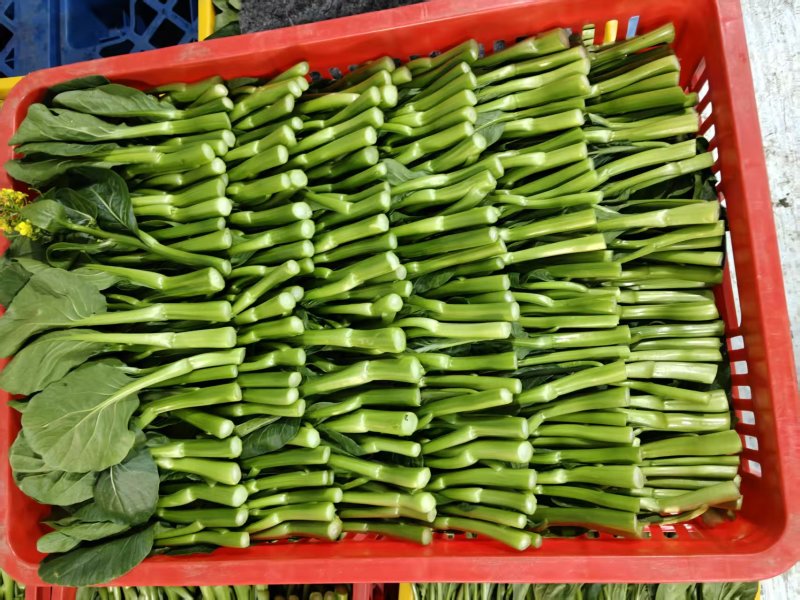 湛江大型广东菜心基地，广东菜心、甜菜心、圆叶菜心、柳叶菜