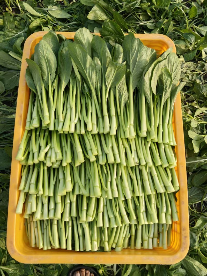 湛江大型广东菜心基地，广东菜心、甜菜心、圆叶菜心、柳叶菜