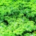 桂林市自家种植基地羽衣甘蓝蔬欢迎采购洽谈合作