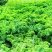 桂林市自家种植基地羽衣甘蓝蔬欢迎采购洽谈合作