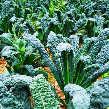 桂林市区自家农场种植基地特色蔬菜邹叶菜