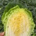 黄心大白菜基地直发，全国发货直接保证，泡菜厂，市场商超直