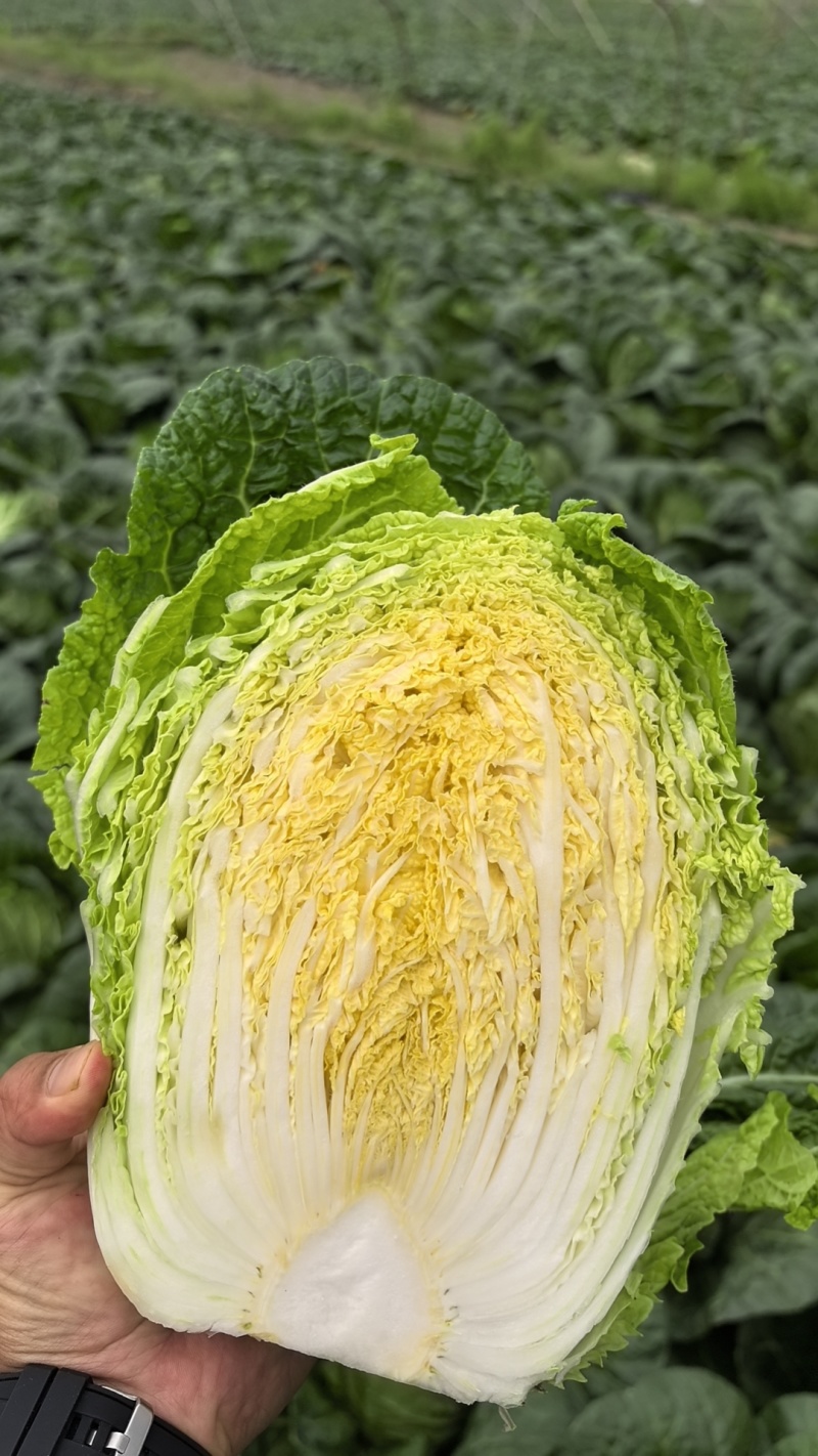 黄心大白菜基地直发，全国发货直接保证，泡菜厂，市场商超直