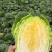 黄心大白菜基地直发，全国发货直接保证，泡菜厂，市场商超直