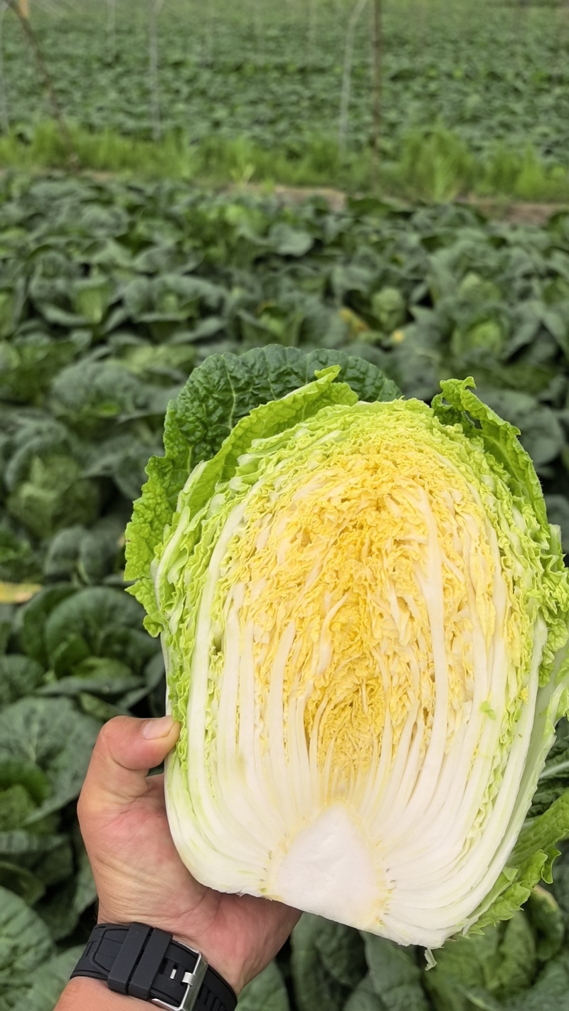 黄心大白菜基地直发，全国发货直接保证，泡菜厂，市场商超直