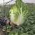 黄心大白菜基地直发，全国发货直接保证，泡菜厂，市场商超直