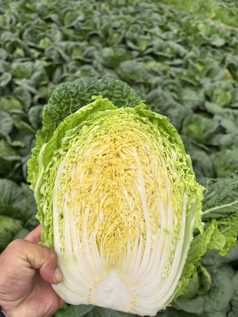 黄心大白菜基地直发，全国发货直接保证，泡菜厂，市场商超直