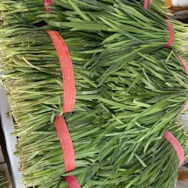 孝感本地干韭菜，基地种植通货少许黄尖脚叶工厂**