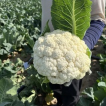 博爱县菜花，基地种植，可挑可选，大车小车都可以，欢迎联系