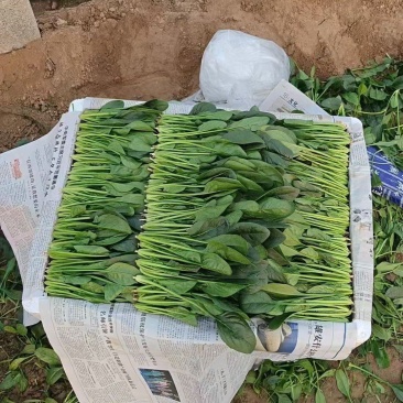 内蒙菠菜