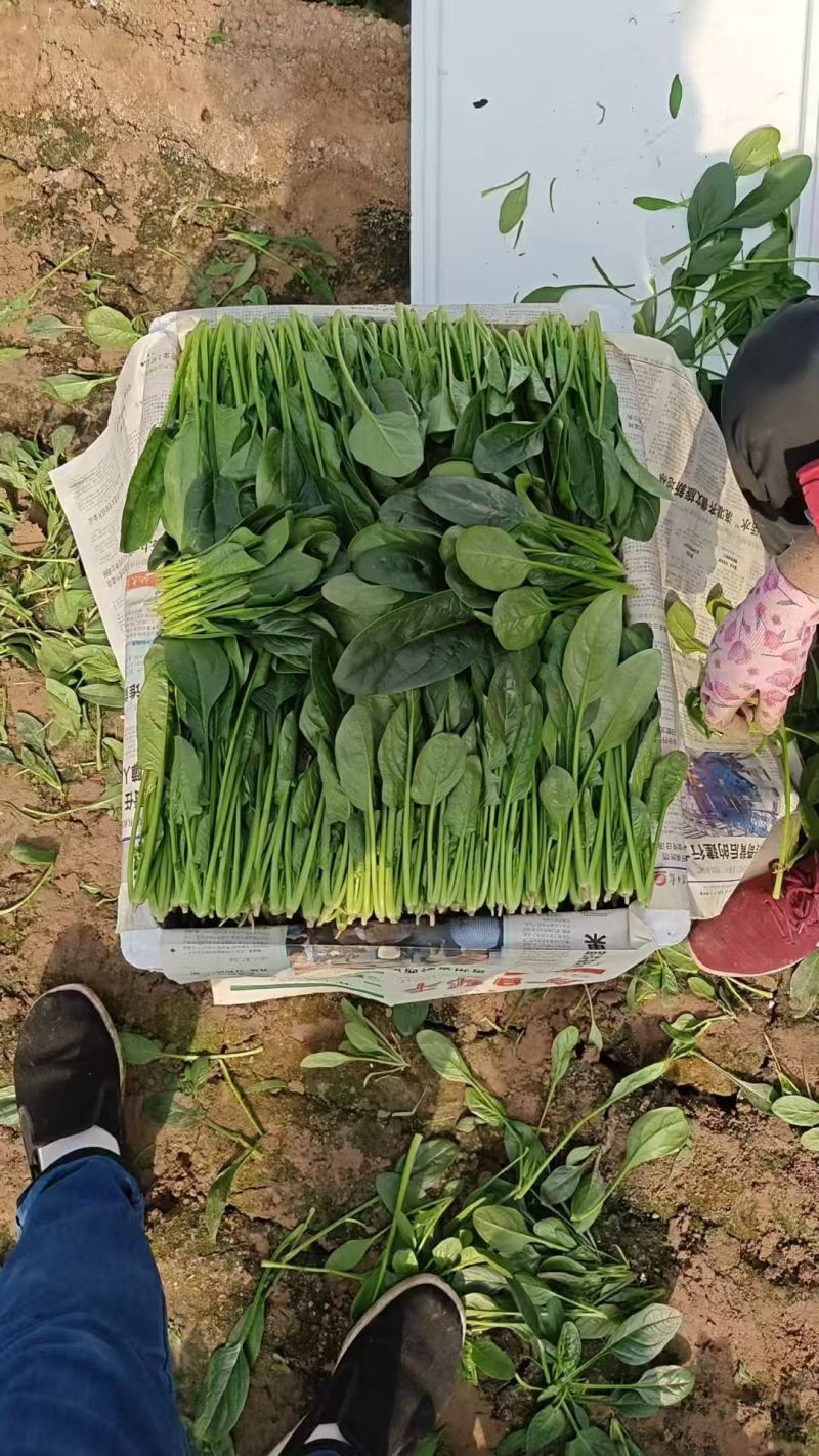 内蒙菠菜