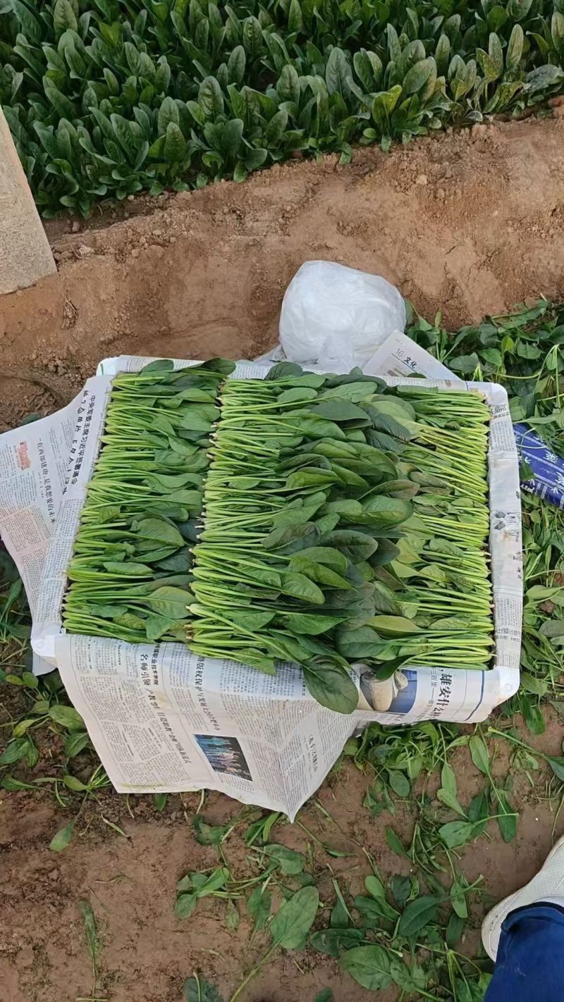 内蒙菠菜