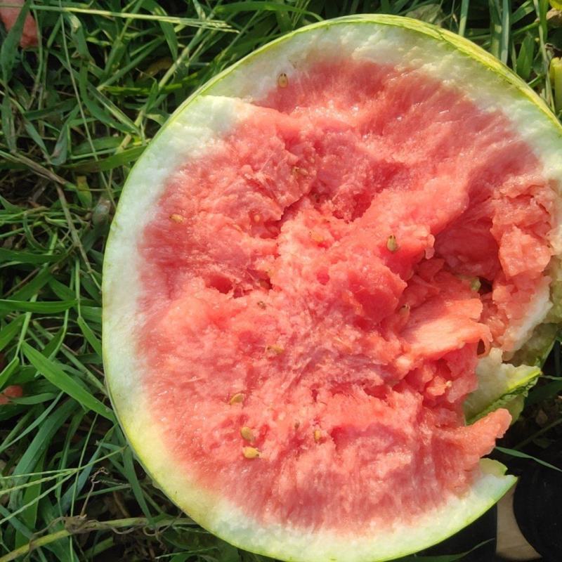 麒麟美都
