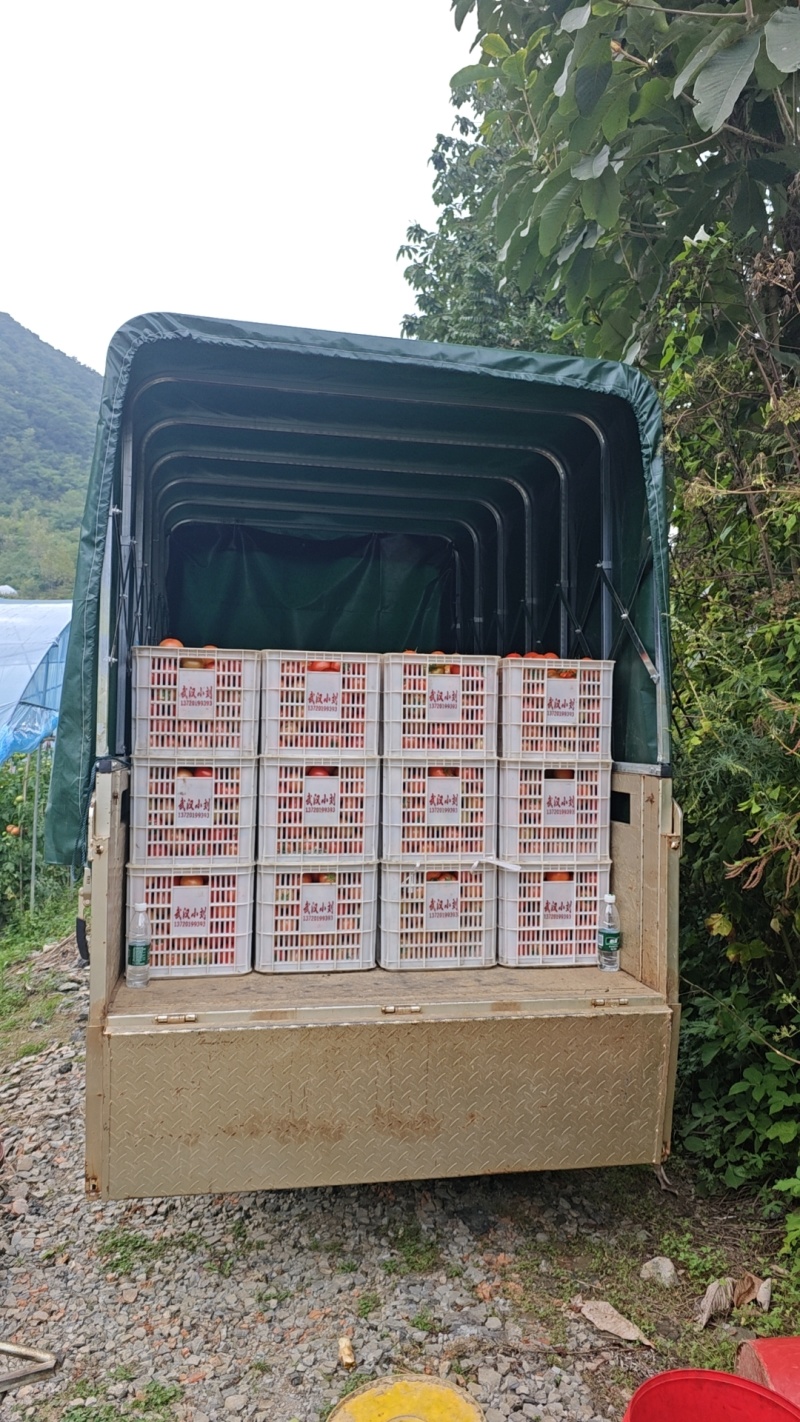 长阳高山西红柿