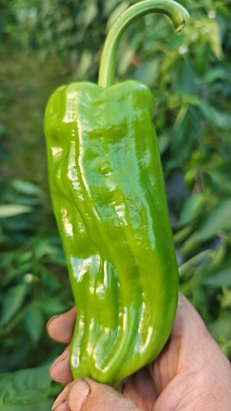 长阳高山西红柿