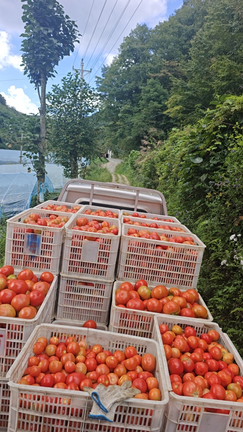 长阳高山西红柿