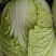 济津黄心白菜
