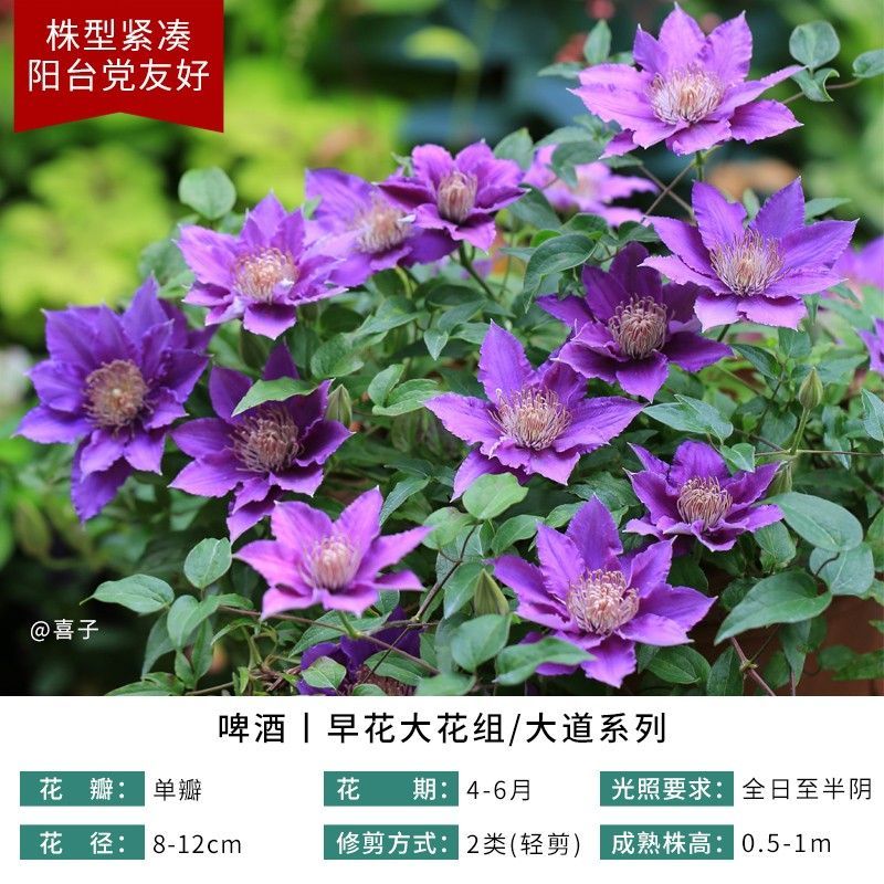 铁线莲爬藤植物庭院耐寒花卉乌托邦阳台四季攀援盆栽银币爬墙