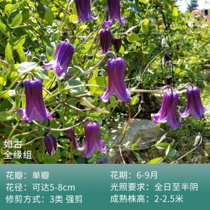 铁线莲爬藤植物庭院耐寒花卉乌托邦阳台四季攀援盆栽银币爬墙
