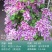 铁线莲爬藤植物庭院耐寒花卉乌托邦阳台四季攀援盆栽银币爬墙