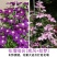 铁线莲爬藤植物庭院耐寒花卉乌托邦阳台四季攀援盆栽银币爬墙