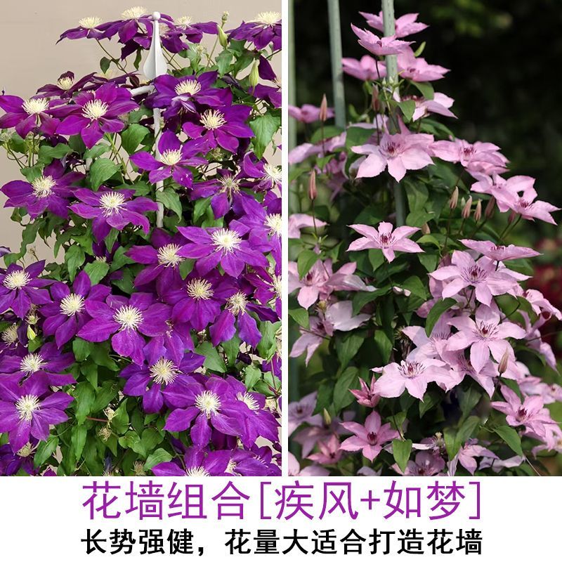 铁线莲爬藤植物庭院耐寒花卉乌托邦阳台四季攀援盆栽银币爬墙