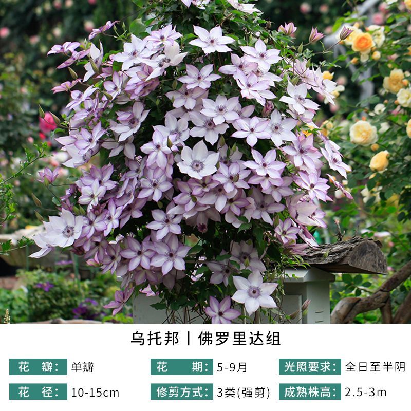 铁线莲爬藤植物庭院耐寒花卉乌托邦阳台四季攀援盆栽银币爬墙