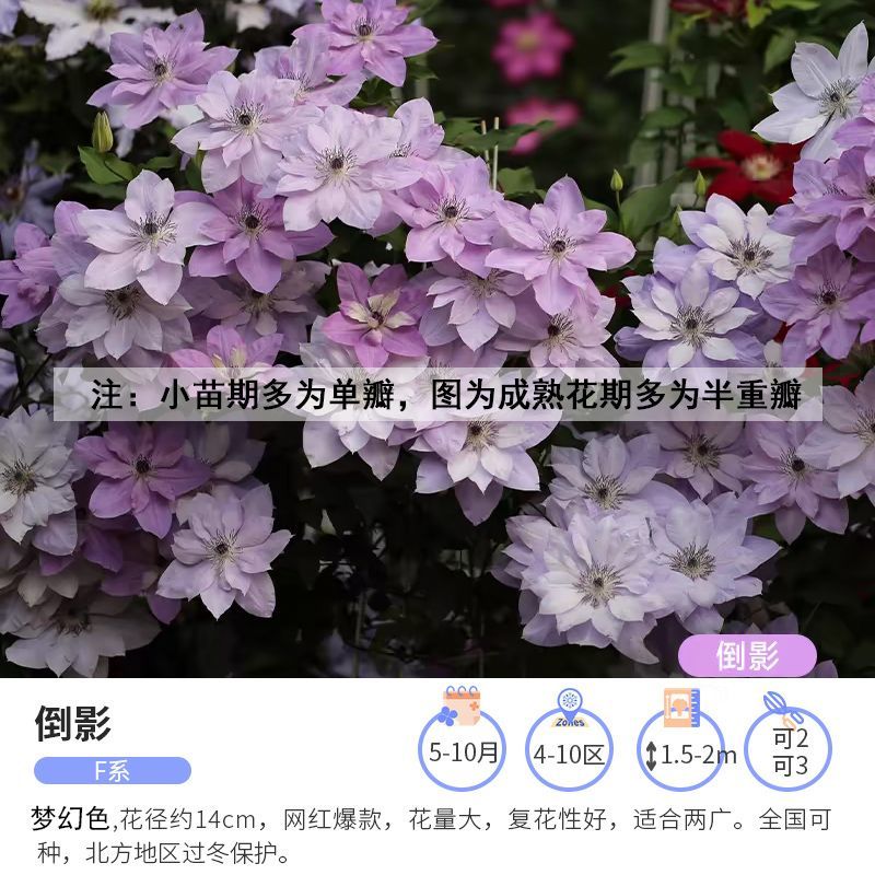 铁线莲爬藤植物庭院耐寒花卉乌托邦阳台四季攀援盆栽银币爬墙