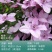 铁线莲爬藤植物庭院耐寒花卉乌托邦阳台四季攀援盆栽银币爬墙