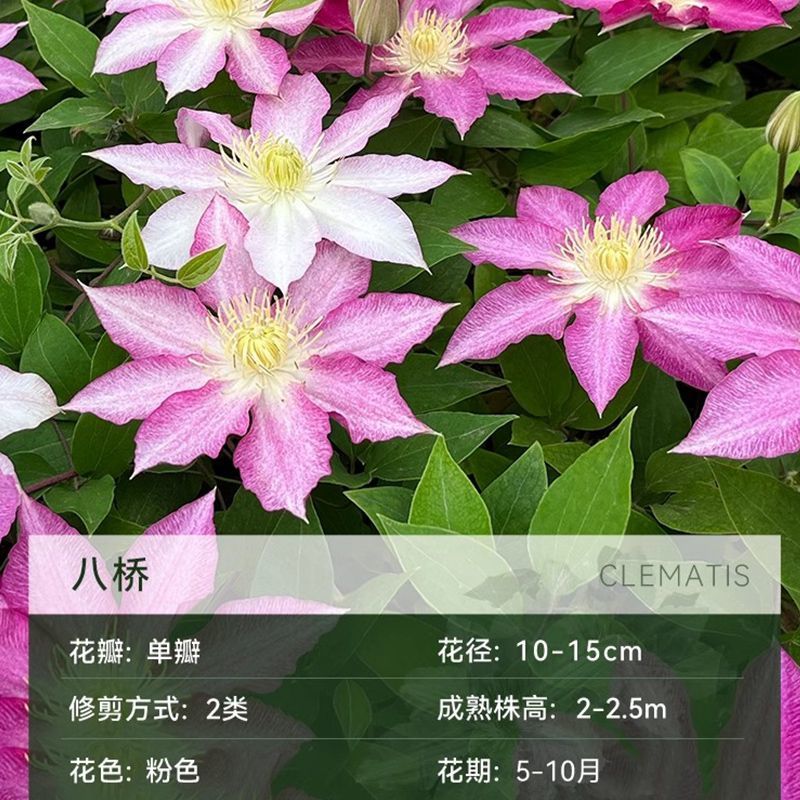 铁线莲爬藤植物庭院耐寒花卉乌托邦阳台四季攀援盆栽银币爬墙