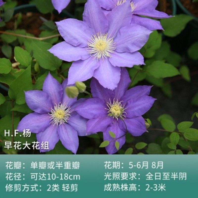 铁线莲爬藤植物庭院耐寒花卉乌托邦阳台四季攀援盆栽银币爬墙