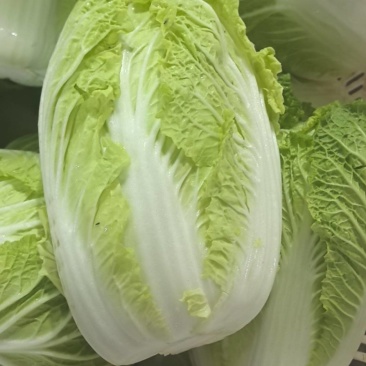 油麦菜生菜小白菜上海青