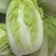 油麦菜生菜小白菜上海青