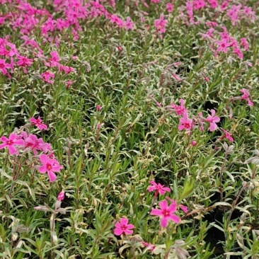 丛生福禄考，花海**，经济实惠