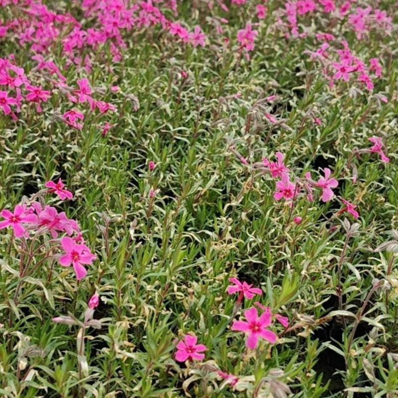 丛生福禄考，花海**，经济实惠
