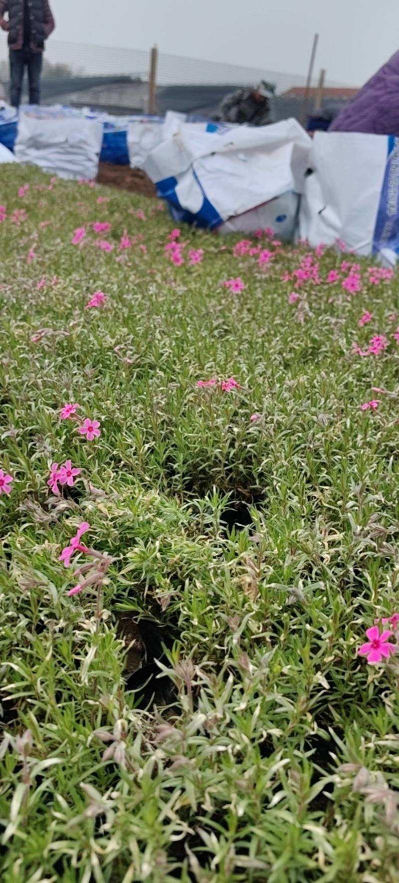 丛生福禄考，花海**，经济实惠