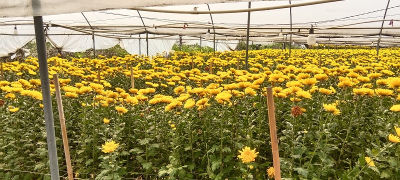 新鲜菊花，黄菊花