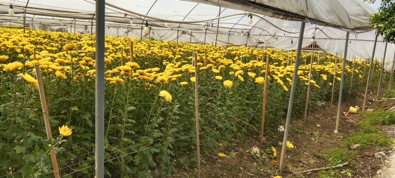 新鲜菊花，黄菊花
