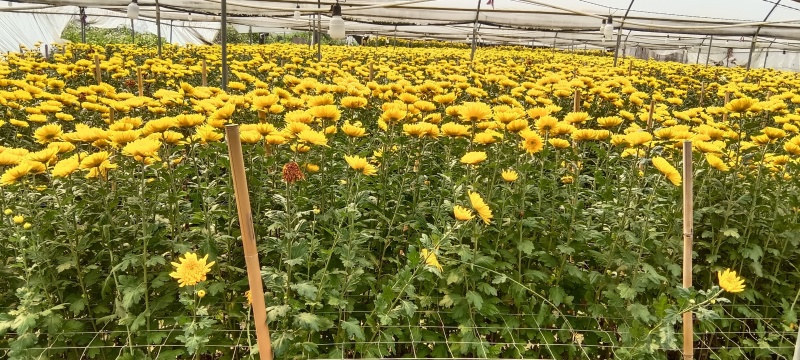 新鲜菊花，黄菊花