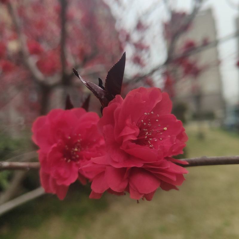 红花碧桃价/红叶碧桃供应基地