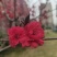 红花碧桃价/红叶碧桃供应基地