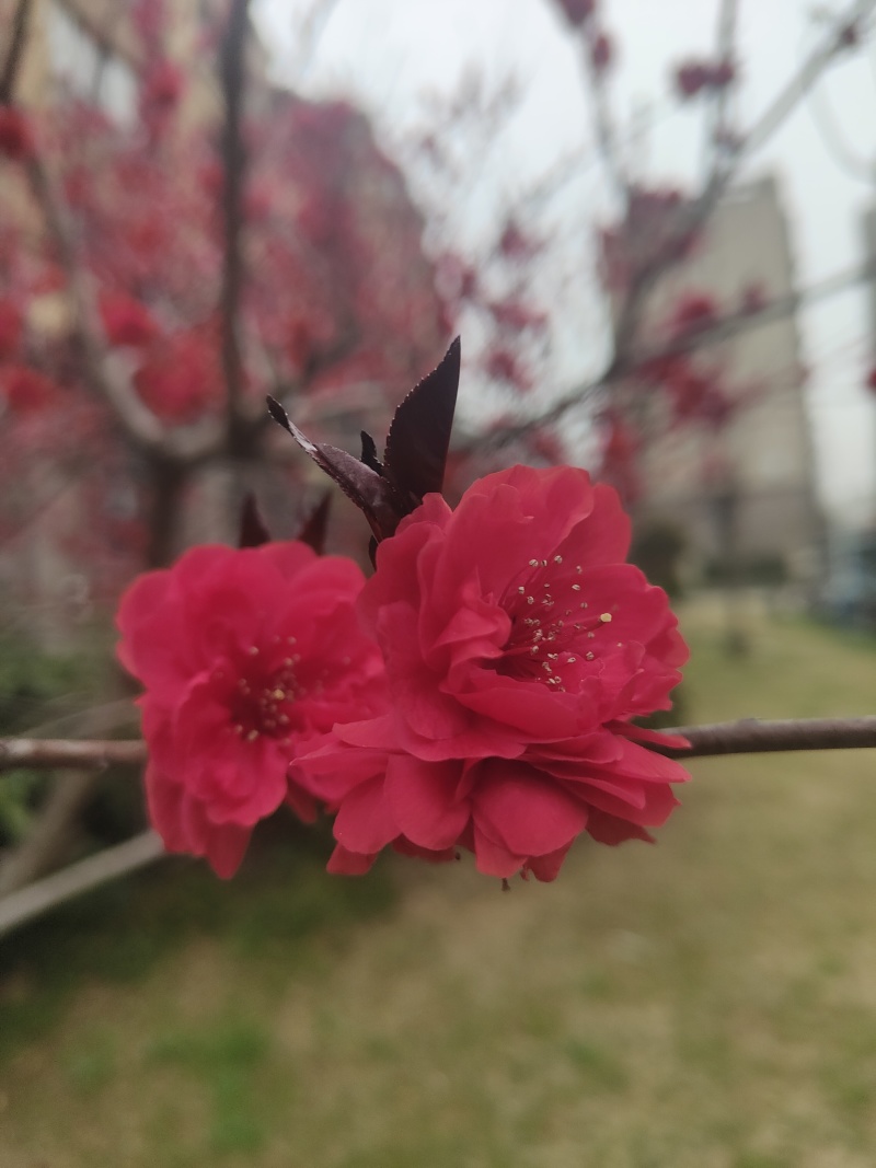 红花碧桃价/红叶碧桃供应基地