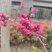 红花碧桃价/红叶碧桃供应基地
