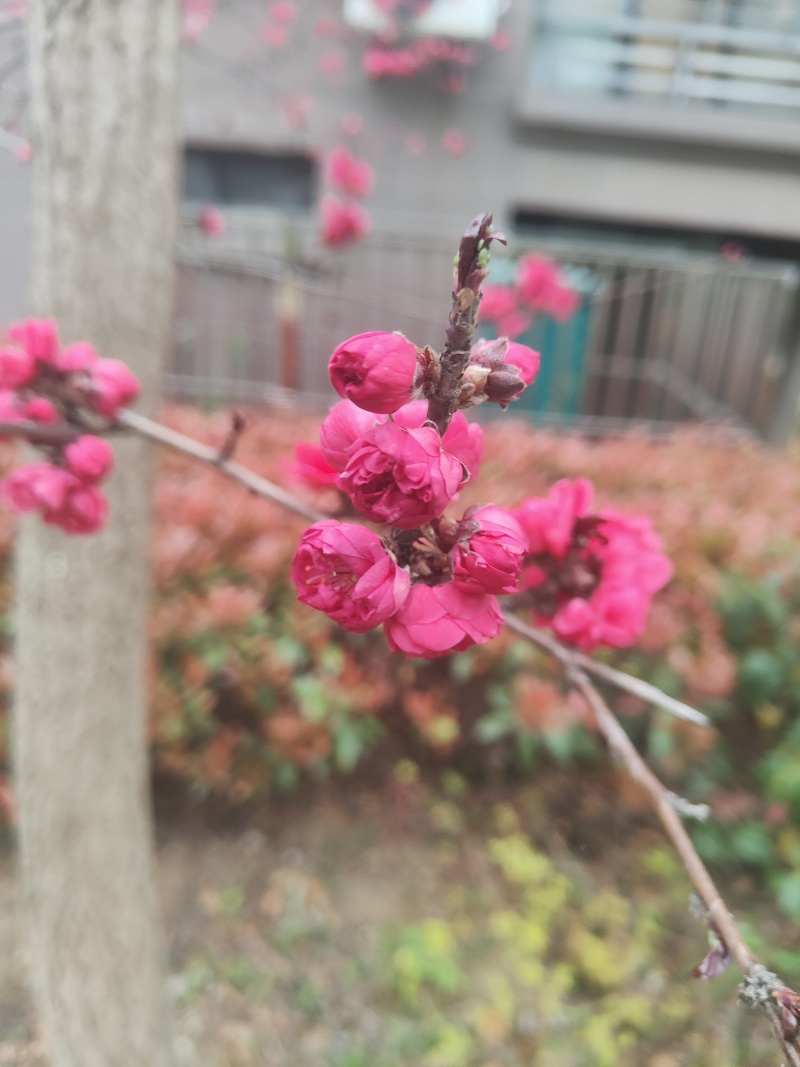 红花碧桃价/红叶碧桃供应基地