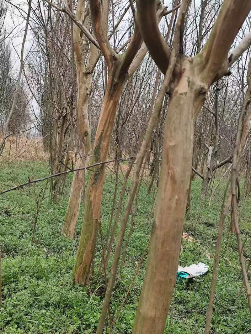 百日红紫薇，5~10公分，一千颗左右，需要来