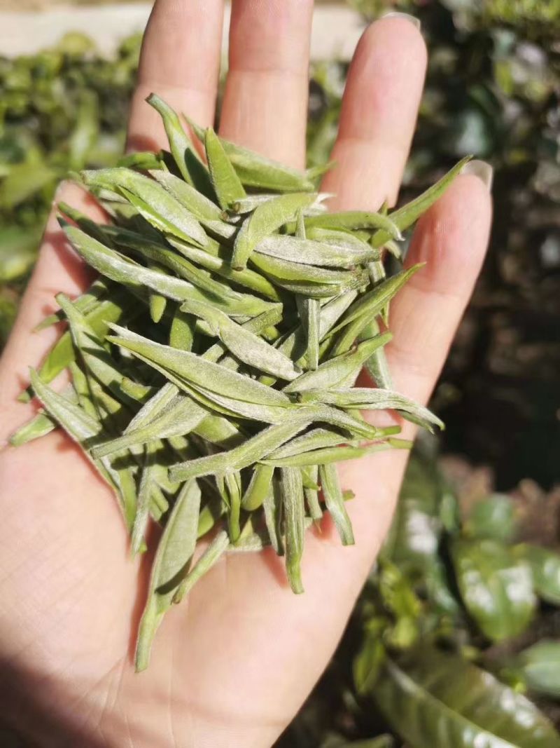 茶叶