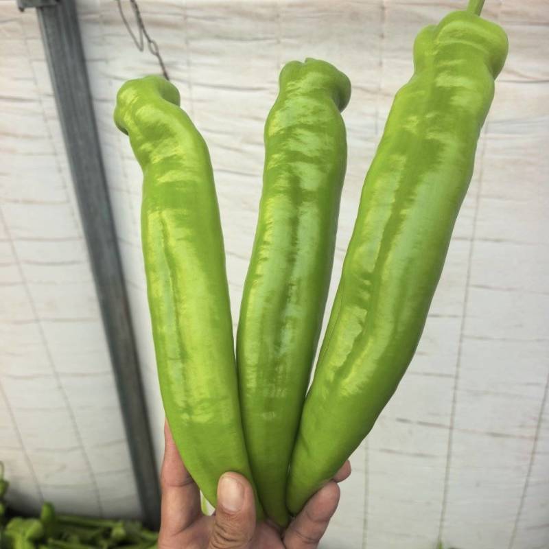 产地直发黄尖椒精品